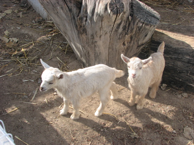 Baby Goats