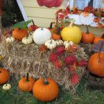 IMG 6583